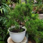 Bonsai Quercia Prezzi scopri prezzi convenienti per iniziare la tua collezione di alberi miniaturizzati