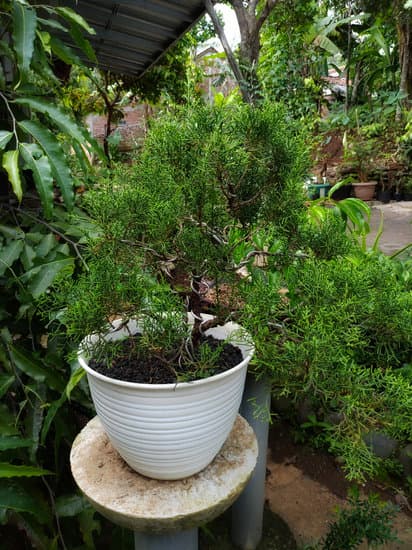 Bonsai Quercia Prezzi 1 scopri prezzi convenienti per iniziare la tua collezione di alberi miniaturizzati