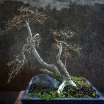 Bonsai Di Castagno arte naturale in miniatura
