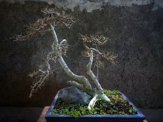 Bonsai Di Castagno 1 arte naturale in miniatura