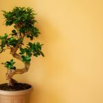 Bonsai Da Interno Come Curarli consigli per la cura ottimale