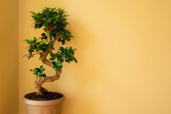 Bonsai Da Interno Come Curarli 1 consigli per la cura ottimale