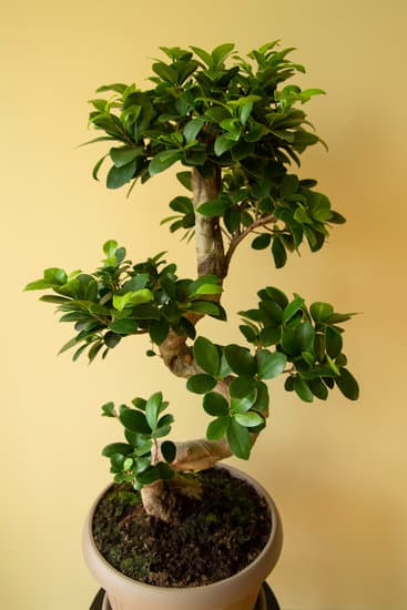 Bonsai Foglie Gialle Cosa Fare 1 foglie gialle, cosa fare Consulta esperti per diagnosticare e risolvere il problema. Buona cura