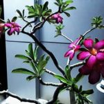 Bonsai Di Ulivo Come Curarlo luce, rinvaso, potatura e annaffiatura accurati