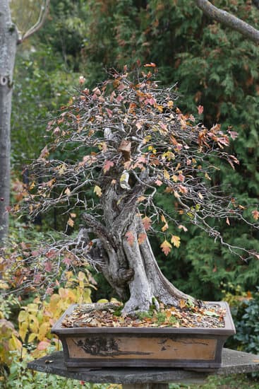 simbolo di equilibrio e bellezza