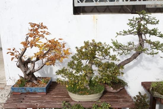 Come Si Annaffia Un Bonsai 1 dosa acqua con attenzione per mantenere la salute della pianta