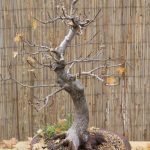 Bomboniere Bonsai Matrimonio regala un bonsai al tuo matrimonio, un ricordo verde e duraturo