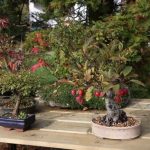 Scopri quando potare il bonsai ficus per favorirne la crescita e mantenerlo in salute