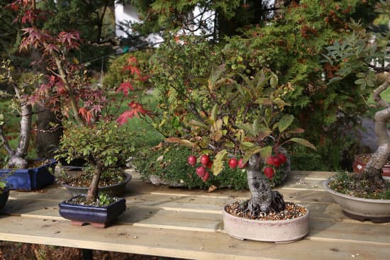 Quando Potare Bonsai Ficus 1 Scopri quando potare il bonsai ficus per favorirne la crescita e mantenerlo in salute