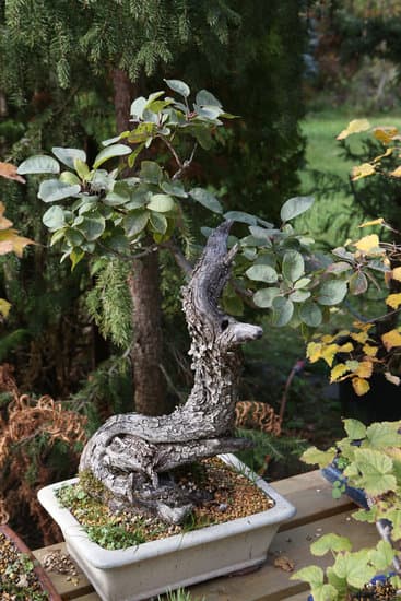 Concimi Per Bonsai 1 Scopri i migliori concimi per bonsai per una crescita sana e rigogliosa del tuo alberello giapponese