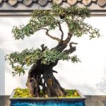 Bonsai Di Alloro arte e natura in miniatura per un tocco di eleganza in casa o in giardino