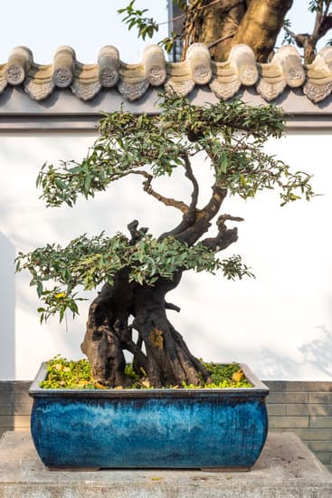 Bonsai Di Alloro 1 arte e natura in miniatura per un tocco di eleganza in casa o in giardino