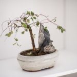 Come Fare Un Bonsai Di Acero Rosso Segui passo dopo passo la guida su Come Fare un Bonsai di Acero Rosso con cura e precisione