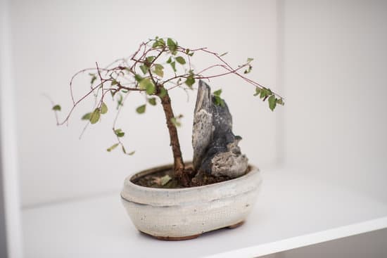 Come Fare Un Bonsai Di Acero Rosso 1 Segui passo dopo passo la guida su Come Fare un Bonsai di Acero Rosso con cura e precisione