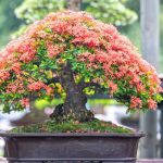 Coltiva la bellezza dell'Acero Rosso Giapponese Bonsai con cura e passione per un giardino incantevole
