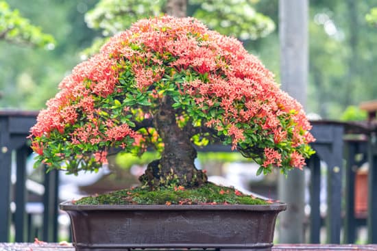 Acero Rosso Giapponese Bonsai 1 Coltiva la bellezza dell'Acero Rosso Giapponese Bonsai con cura e passione per un giardino incantevole