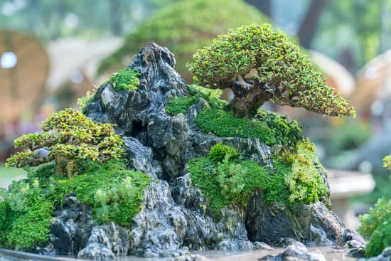 Scopri i migliori fertilizzanti per bonsai per una crescita rigogliosa e sana