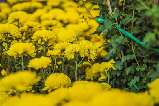 Forbice Bonsai 1 Scopri come utilizzare le forbici bonsai per una potatura accurata e precisa delle tue piante in vaso