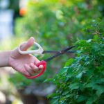 Bonsai Ulivo Secco eleganza e armonia in un piccolo gioiello di natura