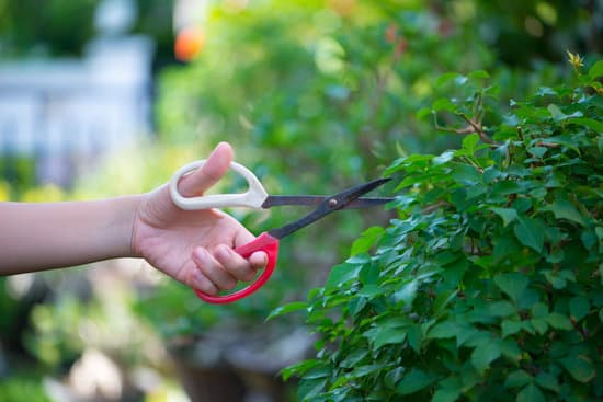 Bonsai Ulivo Secco 1 eleganza e armonia in un piccolo gioiello di natura