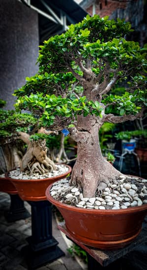 Bonsai Dove Tenerlo 1 il suo habitat ideale e come mantenerlo