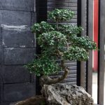 oltre una pianta, un simbolo di equilibrio e armonia filosofica