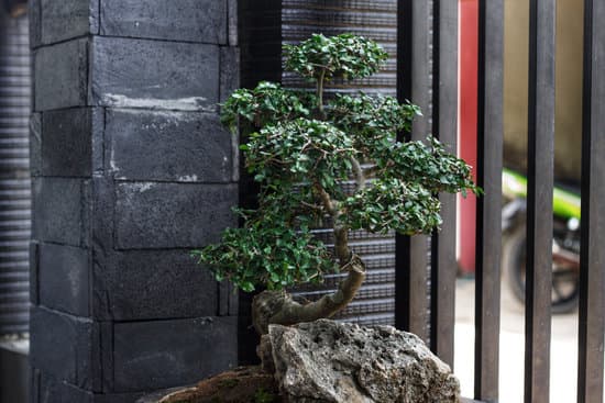 Bonsai Significato Filosofico 11 oltre una pianta, un simbolo di equilibrio e armonia filosofica