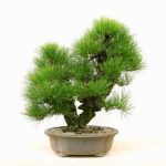 Come Creare Un Bonsai Da Un Ramo passo dopo passo per il tuo progetto verde