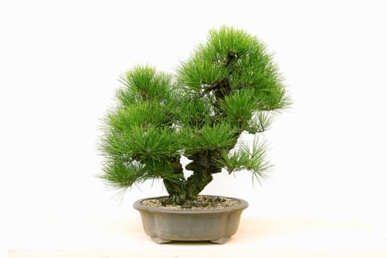 Come Creare Un Bonsai Da Un Ramo 1 passo dopo passo per il tuo progetto verde