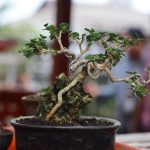 Bonsai Perde Le Foglie cure, potatura e ambiente ideale