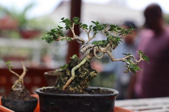 Bonsai Perde Le Foglie 1 cure, potatura e ambiente ideale