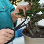 Perche Il Bonsai Perde Le Foglie Verdi Scopri PERCHE IL BONSAI PERDE LE FOGLIE VERDI e come prevenirlo con cure specifiche