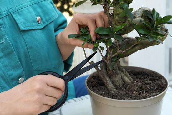Scopri PERCHE IL BONSAI PERDE LE FOGLIE VERDI e come prevenirlo con cure specifiche