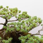 Bonsai Più Antico un simbolo di saggezza e bellezza tramandato nel tempo