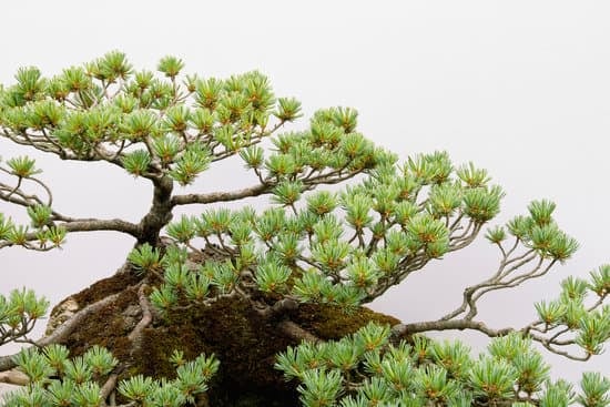 Bonsai Più Antico 1 un simbolo di saggezza e bellezza tramandato nel tempo