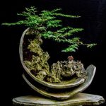 Bonsai Pepe Fiorito un piccolo gioiello profumato da coltivare con cura in casa o in giardino