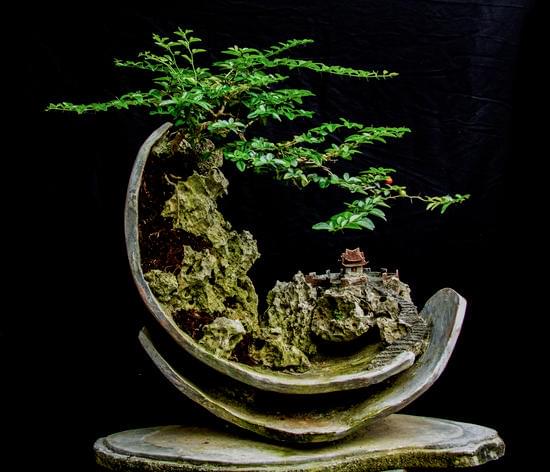 Bonsai Pepe Fiorito 1 un piccolo gioiello profumato da coltivare con cura in casa o in giardino
