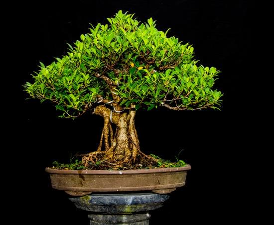 Come Trattare Un Bonsai 1 consigli, cure, potatura e protezione dalle malattie
