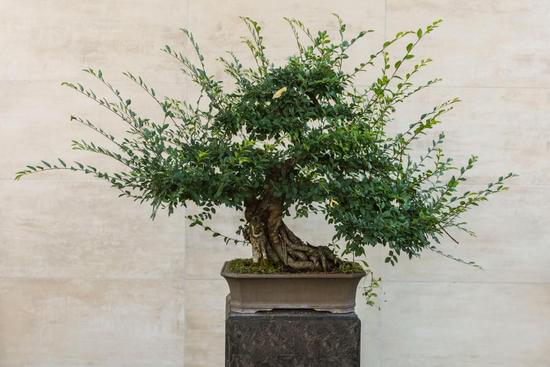 Acquista online i migliori Bonsai Finti per decorare la tua casa con stile