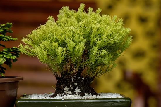 Bonsai Particolari 1 tecniche, cura e varietà da non perdere