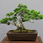 un simbolo di eleganza e successo per il tuo spazio verde