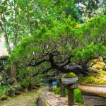 Come Fare Un Bonsai Di Melograno - Segui passo dopo passo la guida su come fare un bonsai di melograno per un risultato spettacolare