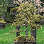 Pino Marittimo Bonsai Coltiva un meraviglioso Pino Marittimo Bonsai per portare la natura nella tua casa con eleganza