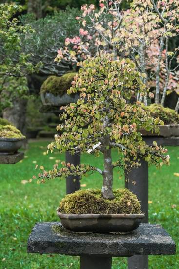 Pino Marittimo Bonsai 1 Coltiva un meraviglioso Pino Marittimo Bonsai per portare la natura nella tua casa con eleganza