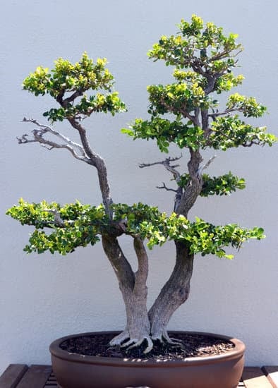 Bonsai Sughero 1 luce diffusa, umidità controllata e terreno drenante