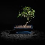 Bonsai Rami Secchi Valorizza la bellezza dei bonsai con rami secchi inarrivabili