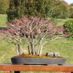 Bonsai Piccin guida completa alla cura e alla crescita di queste meravigliose piante in miniatura