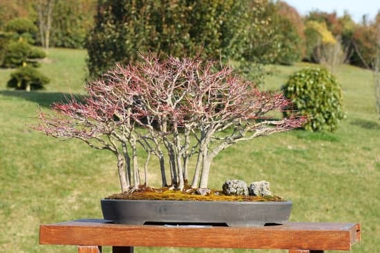 Bonsai Piccin 1 guida completa alla cura e alla crescita di queste meravigliose piante in miniatura