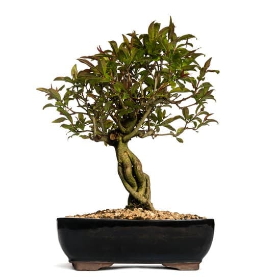 Bonsai Acero Rosso Da Interno 1 un tocco di eleganza e natura per la tua casa