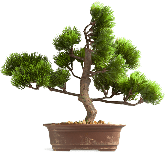 Quando Potare Un Bonsai 1 Scopri il momento ideale per dare forma al tuo bonsai e favorirne la crescita armoniosa